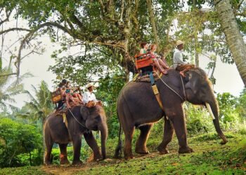 Indonesia Bans Elephant Rides Nationwide Following Abuse Investigation