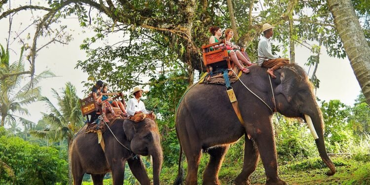 Indonesia Bans Elephant Rides Nationwide Following Abuse Investigation