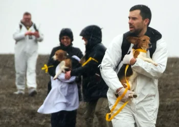 Activists Rescue Beagles from Wisconsin’s Ridglan Farms