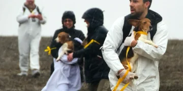 Activists Rescue Beagles from Wisconsin’s Ridglan Farms