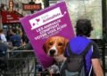 French Animalist Party Doubles Local Representation in 2026 Vote